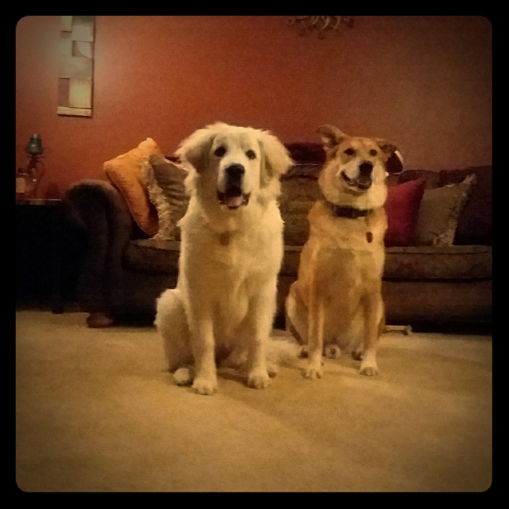 Meet your Posher, Robin